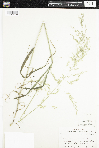 Cinna latifolia image