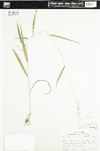 Cinna latifolia image