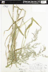 Cinna latifolia image