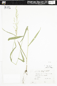 Cinna latifolia image