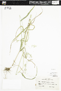 Cinna latifolia image