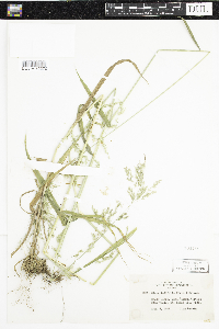 Cinna latifolia image