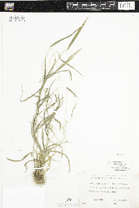 Cinna latifolia image