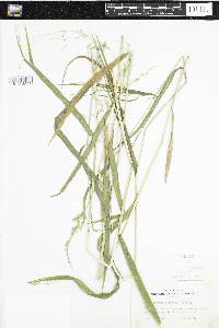 Cinna latifolia image