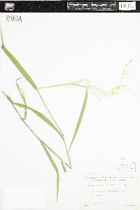 Cinna latifolia image