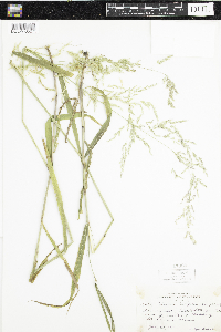 Cinna latifolia image