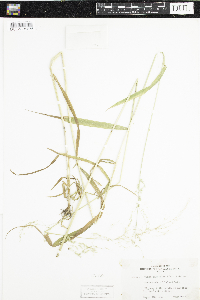 Cinna latifolia image