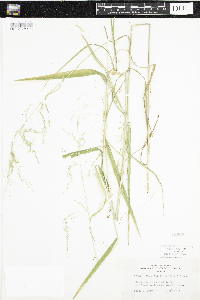 Cinna latifolia image