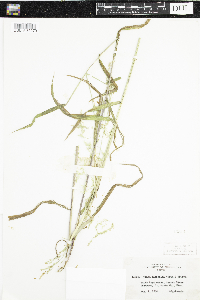 Cinna latifolia image