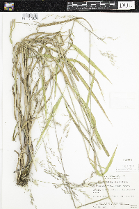 Cinna latifolia image