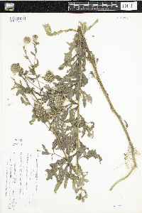 Cirsium arvense image