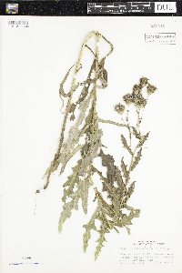 Cirsium arvense image