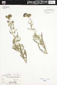 Cirsium arvense image