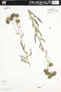Cirsium arvense image