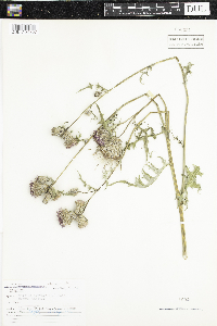 Cirsium arvense image