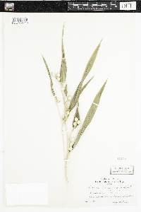 Coix lachryma-jobi image