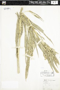 Coix lachryma-jobi image