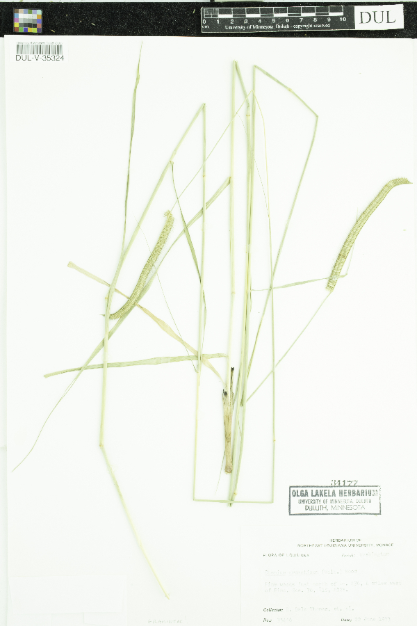 Ctenium aromaticum image