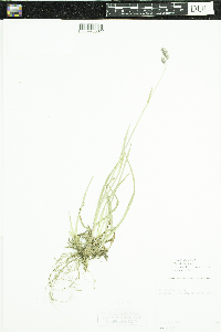 Dactylis glomerata image