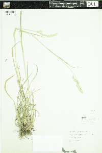 Dactylis glomerata image