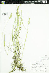 Dactylis glomerata image