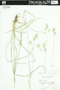 Dactylis glomerata image