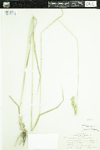 Dactylis glomerata image