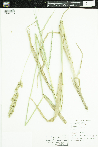 Dactylis glomerata image