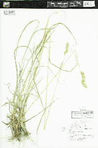 Dactylis glomerata image
