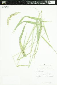 Dactylis glomerata image