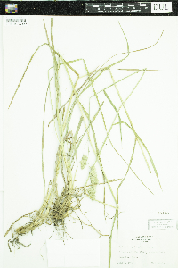 Dactylis glomerata image