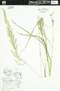 Cinna arundinacea image