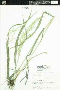 Cinna arundinacea image