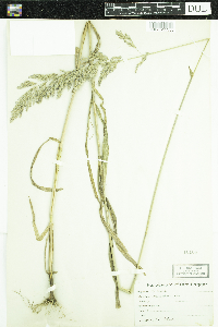 Cinna arundinacea image