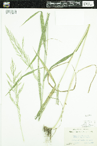 Cinna arundinacea image