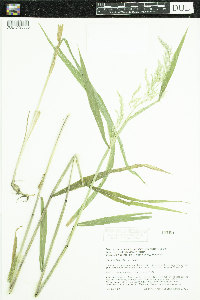 Cinna latifolia image