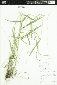 Cinna latifolia image