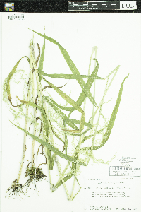 Cinna latifolia image