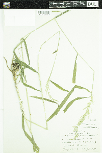 Cinna latifolia image