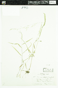 Cinna latifolia image