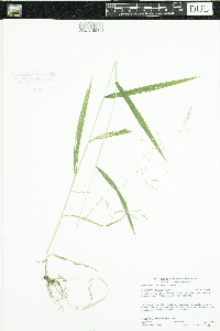 Cinna latifolia image