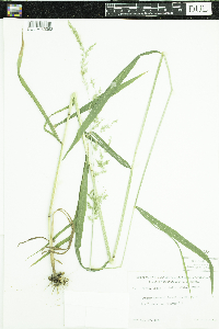 Cinna latifolia image