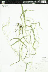 Cinna latifolia image