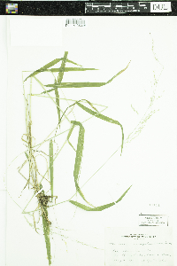 Cinna latifolia image