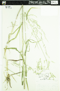 Cinna latifolia image