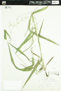 Cinna latifolia image