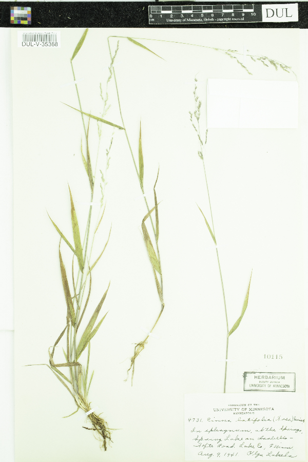 Cinna latifolia image