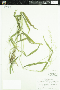 Cinna latifolia image