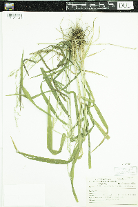 Cinna latifolia image
