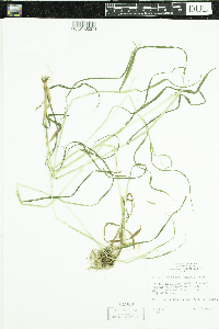 Cinna latifolia image